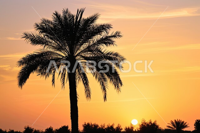 المحميات الطبيعية في المملكة العربية السعودية, محاصيل ومنتجات زراعية وطنية محلية, صورة مقربة لشجرة نخيل في الطبيعة الصحراوية وقت الغروب, الاهتمام بزراعة الأشجار، حقول ومزارع التمور