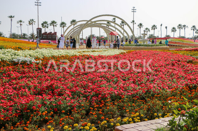 حقول الورود الملونة في مهرجان الزهور والحدائق، وجهه عائلية بيئية ثقافية وترفيهية، الحفاظ على البيئة والتنمية المستدامة، معارض ومهرجانات طبيعية سياحية في المملكة العربية السعودية، الديكورات والتصاميم في حديقة مدينة ينبع الصناعية