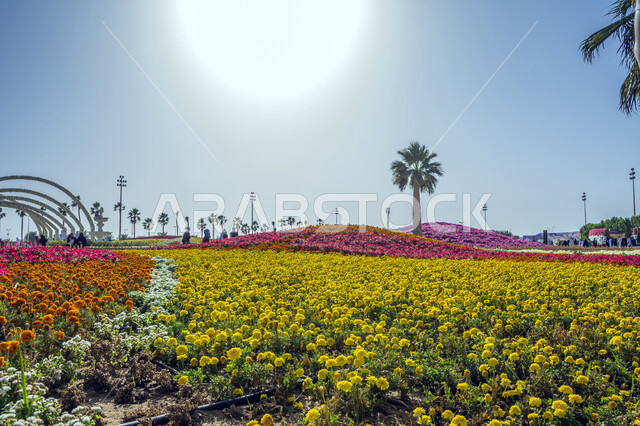 حقول الورود الملونة في مهرجان الزهور والحدائق، وجهه عائلية بيئية ثقافية وترفيهية، الديكورات والتصاميم في حديقة مدينة ينبع الصناعية، معارض ومهرجانات طبيعية سياحية في المملكة العربية السعودية، الحفاظ على البيئة والتنمية المستدامة