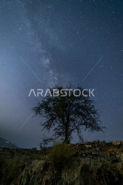 النجوم اللامعة في سماء مجرة درب التبانة، صورة مقربة لشجرة جافة في منطقة الطائف في السعودية ليلا، التكوينات الصخرية الطبيعية في المناطق الصحراوية، معالم و أماكن سياحية اثرية تاريخية قديمة
