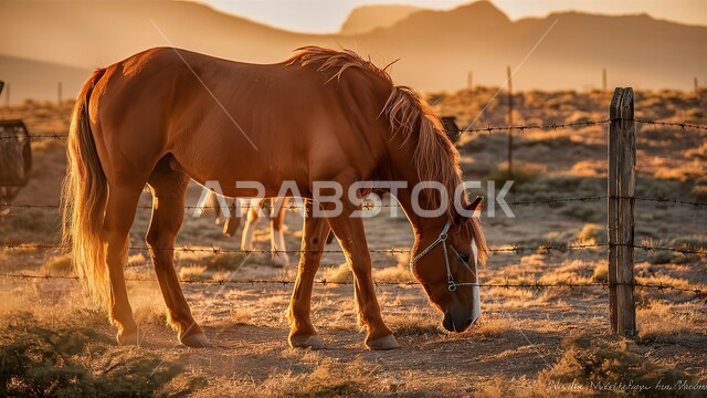 حب وشغف الفروسية، محمية طبيعية لتربية الخيول في المملكة العربية السعودية، حصان بني في الاسطبل، ترويض وتدريب الأحصنة العربية الاصيلة