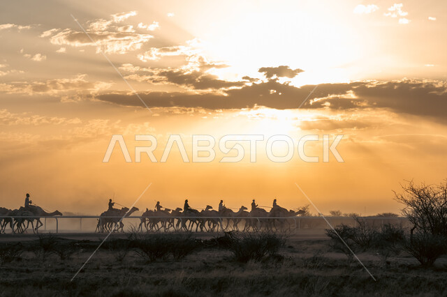 استخدام النواق للتنقل في القدم، صورة ظلية لقطيع من الجمال والابل في محمية طبيعية، النباتات والأعشاب الشوكية في صحارى في المملكة العربية السعودية، تربية ورعاية الثديات في الطبيعة الصحراوية، سيلويت