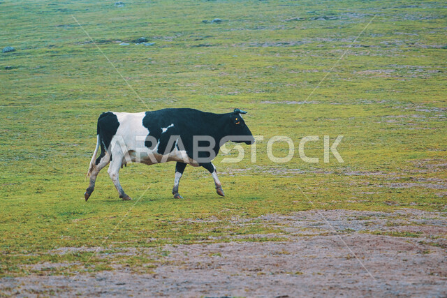 A cow standing in the middle of green grass, sacrifices and sacrifices of Eid al-Adha, raising livestock and animals in natural reserves, cow farms in the Kingdom of Saudi Arabia, celebrating Islamic holidays and religious occasions, nature background