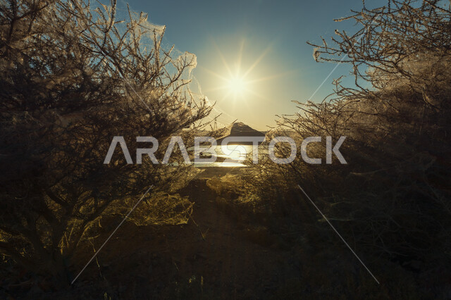 منظر غروب الشمس من خلال نباتات واحة المدينة المنورة في المملكة العربية السعودية, أماكن و معالم سياحية مشهورة, صورة مقربة للأشجار المزهرة في المناطق الطبيعيه, خلفية الطبيعه