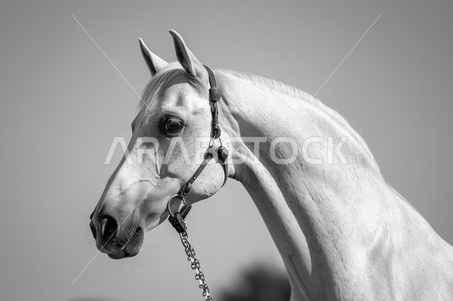 خيل عربي بالأبيض والأسود، رمز الفروسية والشجاعة، توارث محبة الخيول بين ابناء الوطن، اتباع تقاليد الأجداد في رعاية وتربية الجياد في المحميات الطبيعة في المملكة العربية السعودية، هواية ركوب الأحصنة، جياد عربية أصيلة 