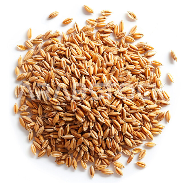 حبوب تحوي على العديد من العناصر الغذائية المهمة للجسم, حقول ومزارع القمح في المملكة العربية السعودية، جودة الانتاج المحلي، محاصيل وطنية محلية، المكون الأساسي لصناعة الخبز والمعجنات,  خلفية بيضاء