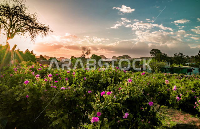 طبيعة خضراء في مدينة الطائف في المملكة العربية السعودية , صورة لحديقة زراعية لزهرة الجوري 
