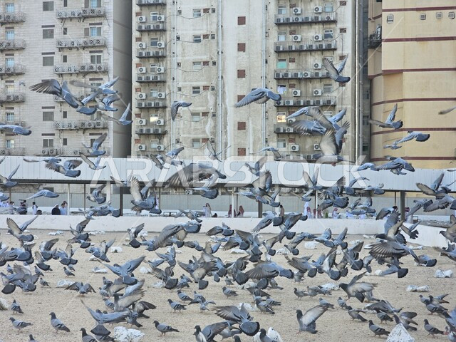 مشهد الطيور في ساحة الحرم النبوي في المدينة المنورة في وضح النهار، الواجهه الخارجية للمسجد النبوي الشريف، معالم وأماكن دينية إسلامية مقدسة في المملكة العربية السعودية