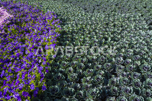 التصاميم والديكورات في حديقة المناسبات بمدينة ينبع الصناعية، مهرجانات ومعارض طبيعية سياحية في المملكة العربية السعودية، وجهه عائلية بيئية ثقافية وترفيهية، سجادة الأزهار الملونة في مهرجان الورود والحدائق، الحفاظ على البيئة والتنمية المستدامة