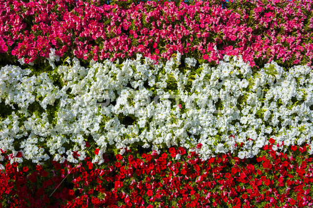 الحفاظ على البيئة والتنمية المستدامة، وجهه عائلية بيئية ثقافية وترفيهية، سجادة الأزهار الملونة في مهرجان الورود والحدائق، معارض ومهرجانات طبيعية سياحية في المملكة العربية السعودية، الديكورات والتصاميم في حديقة المناسبات بمدينة ينبع الصناعية