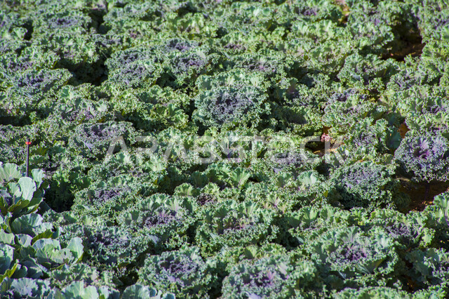 الفن الهندسي والديكورات في حديقة المناسبات بمدينة ينبع الصناعية، معالم وأماكن عائلية بيئية ثقافية وترفيهية، مهرجانات ومعارض طبيعية سياحية في المملكة العربية السعودية، سجادة الأزهار الملونة في مهرجان الورود والحدائق، الحفاظ على البيئة والتنمية المستدامة