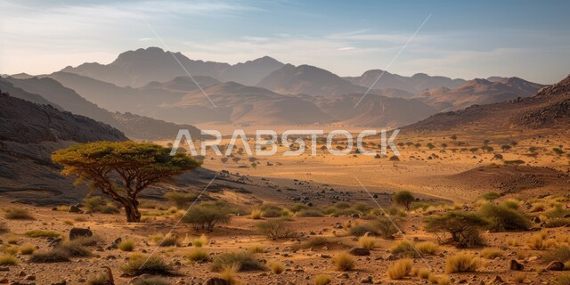 نمو الأشجار والنباتات البرية في الصحراء، الهضاب والمرتفعات الجبلية، الطبيعة الجبلية في المناطق الصحراوية, شجرة وسط الأماكن الطبيعية في المملكة العربية السعودية، خلفية السماء الزرقاء المليئة بالغيوم 