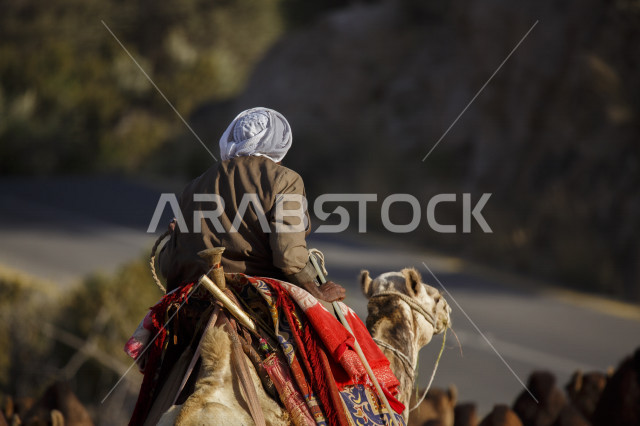 رجل يرتدي  ملابس تقليدية لراعاة الإبل ويسير مع قطيع من الجمال في الطريق , منظر صباحي لراعي الإبل يسير في طريق وعرة مع القافلة 