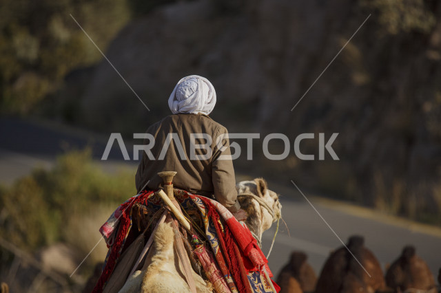 رجل يرتدي  ملابس تقليدية لراعاة الإبل ويسير مع قطيع من الجمال في الطريق , منظر صباحي لراعي الإبل يسير في طريق وعرة مع القافلة 
