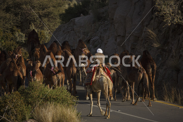 رجل يرتدي  ملابس تقليدية لراعاة الإبل ويسير مع قطيع من الجمال في الطريق , منظر صباحي لراعي الإبل يسير في طريق وعرة مع القافلة 