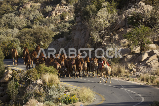 رجل يرتدي  ملابس تقليدية لراعاة الإبل ويسير مع قطيع من الجمال في الطريق , منظر صباحي لراعي الإبل يسير في طريق وعرة مع القافلة 