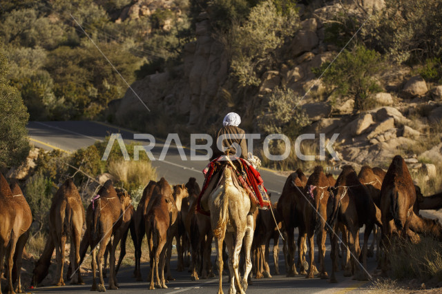A man dressed in traditional camel-watching clothes walks with a herd of camels on the way, a morning view of the camel shepherd walking down a rough road with the caravan. 