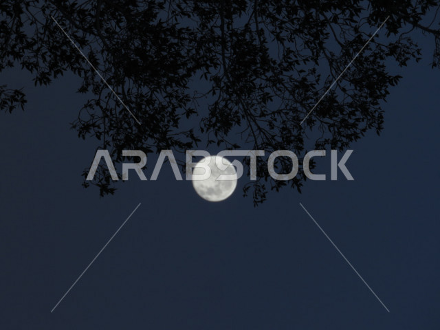 ظهور اكتمال القمر على السماء مع شجرة ظليلة في الليل , ليلة سطوع ضوء القمر   