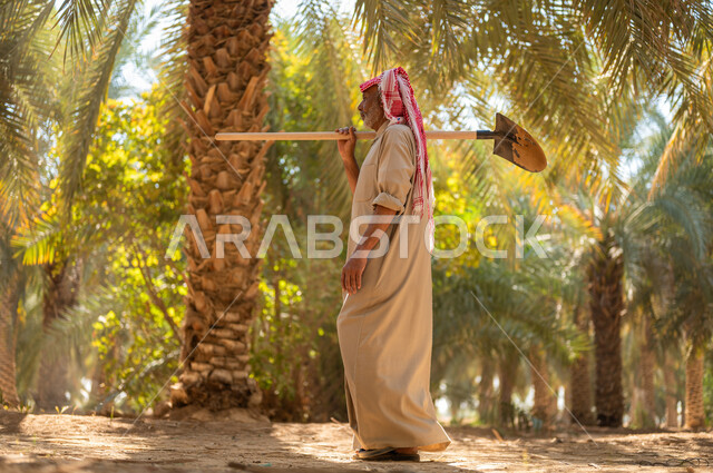 مفهوم مهنة الفلاحة والزراعة، الاستعداد لحراثة الأراضي الزراعية، دور الفلاحين السعوديين في المحافظة على التراث الزراعي والإنتاج المحلي، فلاح كبير السن عربي خليجي سعودي يرتدي الزي الشعبي التقليدي ويضع الشماغ على رأسه يحمل بيده أداة الحفر ويتجول في مزارع النخيل