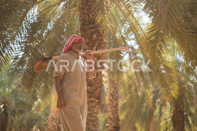 التجول في المزرعة بين الأشجاربعد انهاء العمل، استخدام أدوات شعبية قديمة في العمل في المزرعة، قضاء وقت العمل في الهواء الطلق، فلاح كبير السن عربي خليجي سعودي مبتسم يرتدي الزي الشعبي يحمل المجرفة على كتفه  في أحد مزارع المملكة العربية السعودية
