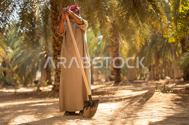 الحراثة والاهتمام بالأشجار في مزارع المملكة، استخدام أدوات شعبية قديمة في العمل في المزرعة، قضاء وقت العمل في الهواء الطلق، فلاح كبير السن عربي خليجي سعودي مبتسم يرتدي الزي الشعبي يستند على المجرفة وينظر إلى الأعلى في أحد مزارع المملكة العربية السعودية