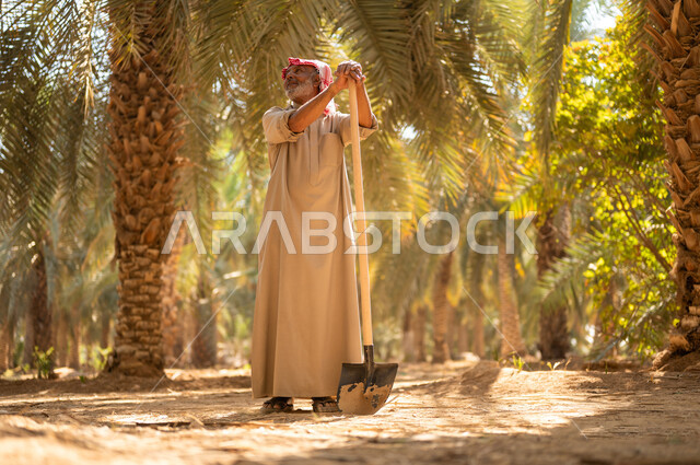 استخدام أدوات شعبية قديمة في العمل في المزرعة، الحراثة والاهتمام بالأشجار في مزارع المملكة، قضاء وقت العمل في الهواء الطلق، فلاح كبير السن عربي خليجي سعودي مبتسم يرتدي الزي الشعبي يستند على المجرفة وينظر إلى الأعلى في أحد مزارع المملكة العربية السعودية