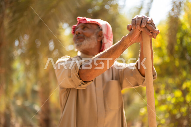 مفهوم مهنة الفلاحة والزراعة، الاستعداد لحراثة الأراضي الزراعية، دور الفلاحين السعوديين في المحافظة على التراث الزراعي والإنتاج المحلي، فلاح كبير السن عربي خليجي سعودي يرتدي الزي الشعبي التقليدي ويضع الشماغ على رأسه يحمل بيده أداة الحفر ويتجول في مزارع النخيل
