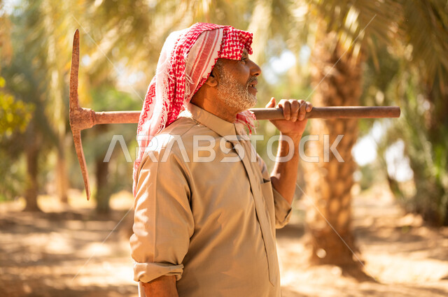 مفهوم مهنة الفلاحة والزراعة، الاستعداد لحراثة الأراضي الزراعية، التجول في أحد مزارع المملكة، فلاح مسن عربي خليجي سعودي يرتدي الزي الشعبي التقليدي يحمل على كتفه مجرفه الحفر يمشي بين أشجار النخيل، دور الفلاحين السعوديين في المحافظة على التراث الزراعي والنتاج المحلي