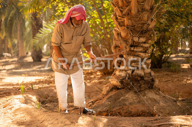 Ensuring that water reaches all crops, local agricultural professions in the Kingdom of Saudi Arabia, the role of Saudi farmers in taking care of the farm’s rich and fertile soil, an elderly Saudi Arabian Gulf farmer wearing a traditional folk costume and a shemagh, digging with a traditional digging tool