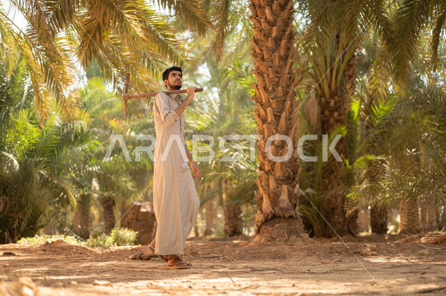 الاستعداد للعمل بحراثة الأرض في مزرعة النخيل، باستخدام أدوات قديمة، فلاح عربي خليجي سعودي يرتدي الزي الشعبي التقليدي يقوم بحمل أداة الحفر على كتفه والنظر إلى الأعلى في مزارع المملكة العربية السعودية بايماءات السعادة والسرور، الاهتمام بتربة المزرعة الغنية والخصبة