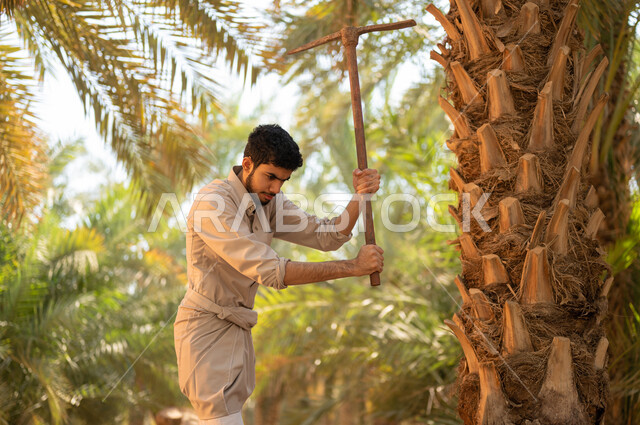 The concept of the profession of agriculture and farming, plowing the land in a palm farm using an old traditional digging tool, spending time working in the open air, a Saudi Arabian Gulf farmer wearing a traditional folk costume digging and plowing the land in the farms of the Kingdom of Saudi Arabia, taking care of the farm’s rich and fertile soil