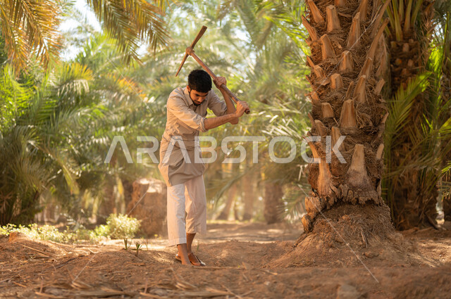 قضاء وقت العمل في الهواء الطلق، القيام بحراثة الأرض في مزرعة النخيل باستخدام أداة حفر تقليدية فديمة، فلاح عربي خليجي سعودي يرتدي الزي الشعبي التقليدي يقوم بالحفر وحراثة الأرض في مزارع المملكة العربية السعودية، الاهتمام بتربة المزرعة الغنية والخصبة