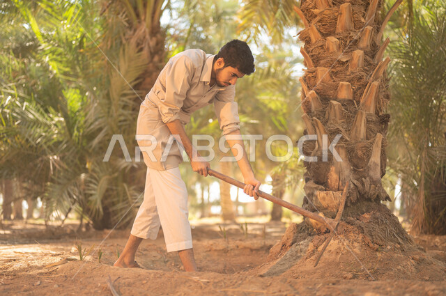 العمل في المزرعة الاهتمام بالتربة الغنية والخصبة في مزارع المملكة العربية السعودية، مفهوم مهنة الزراعة والفلاحة، القيام بحراثة الأرض في مزرعة النخيل باستخدام أداة حفر تقليدية فديمة، فلاح عربي خليجي سعودي يرتدي الزي الشعبي التقليدي يقوم بالحفر وحراثة الأرض