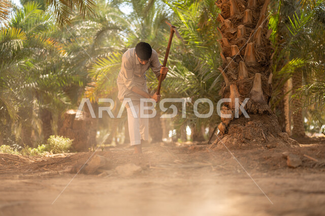 Preserving a rich agricultural heritage, the concept of the profession of agriculture and farming, plowing the land in palm farms using an old traditional digging tool, a Saudi Arabian Gulf farmer wearing traditional folk costume digging, working on the farm and taking care of trees in the Kingdom of Saudi Arabia