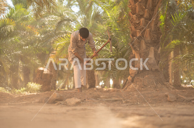 The concept of the profession of agriculture and farming, preserving a rich agricultural heritage, plowing the land in palm farms using a traditional digging tool, a Saudi Arabian Gulf farmer wearing traditional folk costume digging, working on the farm and taking care of fruit trees in the Kingdom of Saudi Arabia