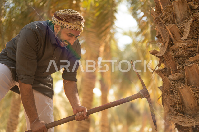 مفهوم مهنة الزراعة والفلاحة، الحفاظ على تراث زراعي غني، القيام بحراثة الأرض الزراعية باستخدام أداة الحفر التقليدية، فلاح عربي خليجي سعودي يرتدي الزي الشعبي التقليدي ويضع الشماغ على رأسه يحمل بيده أداة الحفر ويعمل في مزارع النخيل المثمرة بإيماءات السرور والبهجة