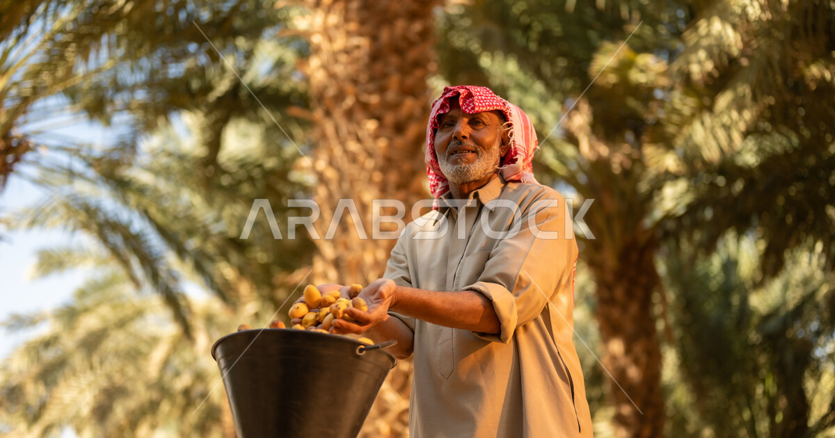 Harvesting and reaping the fruits in palm farms, local national ...