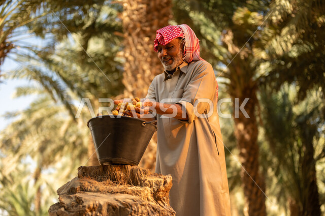دور الفلاحين السعوديين في رعاية الأراضي الزراعية، الحصاد وجني الثمار في مزارع النخيل، اتقان مهنة الزراعة، الامساك بحبات البلح الطازج، فلاح كبير السن عربي خليجي سعودي يرتدي الزي الشعبي يقوم بتعبئة الدلو بالرطب، منتجات ومحاصيل وطنية محلية، مهن تقليدية محلية