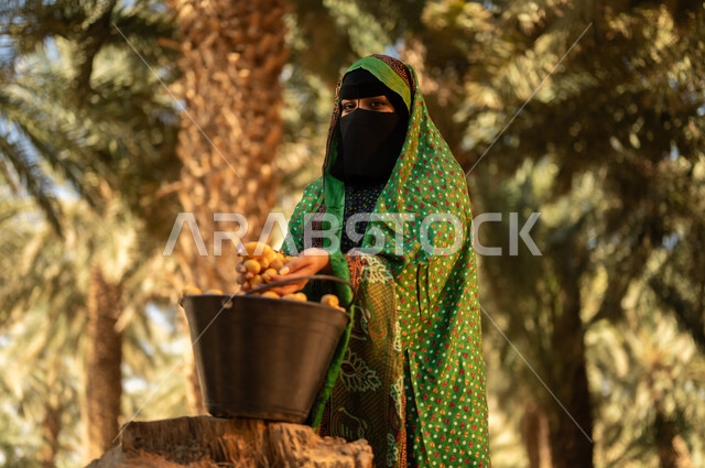 مشاركة المرأة في مواسم حصاد التمر، موسم جني التمور في المزرعة، امرأة عربية خليجية سعودية ترتدي الزي الشعبي التقليدي والبرقع تعمل في مزرعة النخيل السعودي وتحمل بيديها البلح الطازج من دلو ممتلئة بالثمار، محاصيل ومنتجات زراعية محلية وطنية، مهن تقليدية محلية