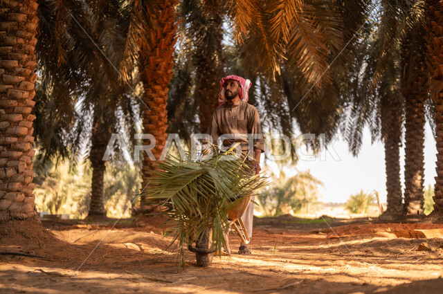 موسم الحصاد وجني التمور في المزرعة، قضاء وقت العمل في الهواء الطلق في مزارع النخيل المثمرة، فلاح عربي خليجي سعودي مبتسم يرتدي الثوب ويضع الشماغ على رأسه للحماية من الشمس ينظر إلى الأعلى ويقوم بجر عربة تحوي أوراق شجر النخيل في المزرعة، مهن زراعية تقليدية محلية