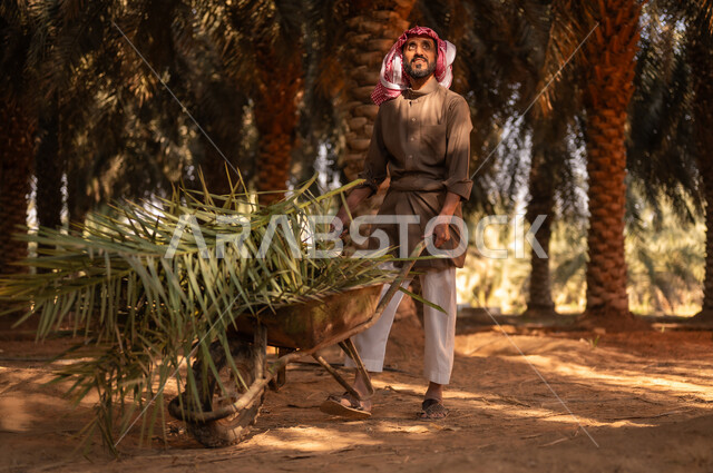 قضاء وقت العمل في الهواء الطلق، موسم الحصاد وجني التمور في مزارع النخيل المثمرة، فلاح عربي خليجي سعودي مبتسم يرتدي الثوب ويضع الشماغ على رأسه للحماية من الشمس ينظر إلى الأعلى ويقوم بجر عربة تحوي أوراق شجر النخيل في المزرعة، مهن زراعية تقليدية محلية