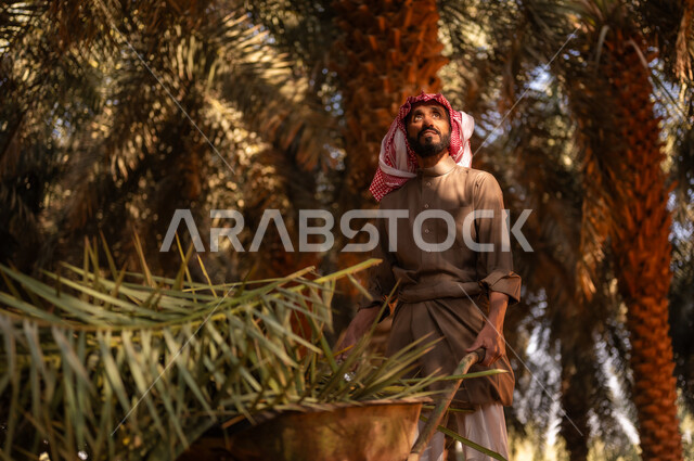 موسم الحصاد وجني التمور في المزرعة، قضاء وقت العمل في الهواء الطلق في مزارع النخيل المثمرة، فلاح عربي خليجي سعودي مبتسم يرتدي الثوب ويضع الشماغ على رأسه للحماية من الشمس ينظر إلى الأعلى ويقوم بجر عربة تحوي أوراق شجر النخيل في المزرعة، مهن زراعية تقليدية محلية