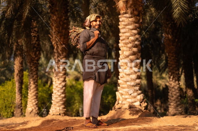 موسم الحصاد وجني التمور في المزرعة، محاصيل زراعية محلية سعودية، فلاح عربي خليجي سعودي مبتسم يرتدي الثوب ويضع الشماغ على رأسه للحماية من أشعة الشمس ينظر إلى الكاميرا ويحمل على كتفه عذق التمر في مزارع النخيل المثمرة، إيماءات السعادة والسرور، مهن زراعية تقليدية