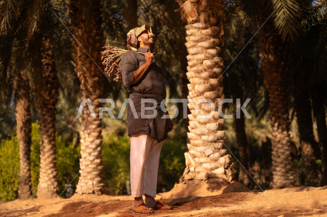 Harvest season and collecting dates on the farm, spending time working outdoors, local Saudi agricultural crops, a smiling Saudi Arabian Gulf farmer wearing a dress and placing a shemagh on his head to protect from the sun, looking up and carrying a bunch of dates on his shoulder in fruitful palm farms, traditional agricultural occupations