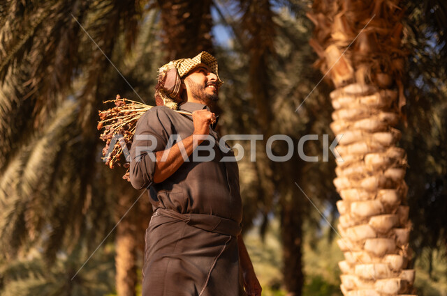 Harvest season and collecting dates on the farm, spending time working outdoors, local Saudi agricultural crops, a smiling Saudi Arabian Gulf farmer wearing a thobe and turban looking up and carrying a bunch of dates on his shoulder, walking around the fruitful palm farms, gestures of happiness and pleasure, traditional agricultural occupations