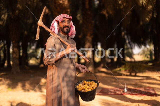 قضاء وقت العمل في الهواء الطلق، موسم الحصاد وجني التمور في المزرعة، فلاح عربي خليجي سعودي مبتسم يرتدي الثوب والعمامة ينظر إلى الأعلى ويحمل  بيديه ثمار البلح وأداة الحفر، الزراعة والاهتمام بالأشجار المثمرة في مزارع المملكة، محاصيل زراعية محلية، مهن زراعية تقليدية