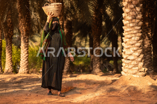 مشاركة المرأة في مواسم حصاد التمور، محاصيل ومنتجات زراعية محلية وطنية، جني ثمار التمر في المزرعة، إمرأة عربية خليجية سعودية ترتدي الزي الشعبي التقليدي والبرقع تتجول في مزرعة النخيل السعودي وتحمل على رأسها سلة من الخوص مليئة بالبلح الطازج، مهن تقليدية سعودية