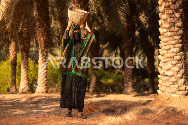 Local and national agricultural crops and products, harvesting the fruits of dates on the farm, women’s participation in the date harvest seasons, a Saudi Gulf Arab woman wearing traditional folk dress and the burqa walking around the Saudi palm farm and carrying on her head a wicker basket filled with fresh dates, traditional Saudi occupations