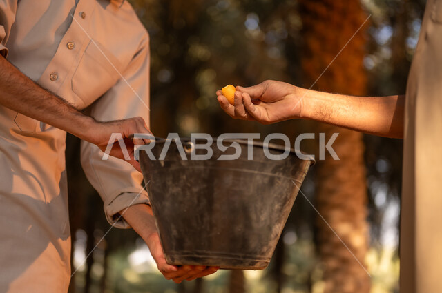 محاصيل زراعية محلية وطنية، مهن تقليدية زراعية سعودية، موسم حصاد التمور في مزارع النخيل في المملكة، قضاء الوقت في الهواء الطلق، الحصول على البلح الطازج من ثمار المزرعة، توارث مهنة الزراعة من الأجداد