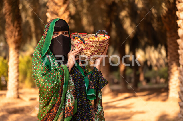 Women’s participation in the date harvesting seasons, the date harvesting season on the farm, a Saudi Gulf Arab woman wearing the traditional folk dress and burqa walking around the Saudi palm farm and carrying on her shoulder a wicker basket filled with fresh dates, national local agricultural crops and products